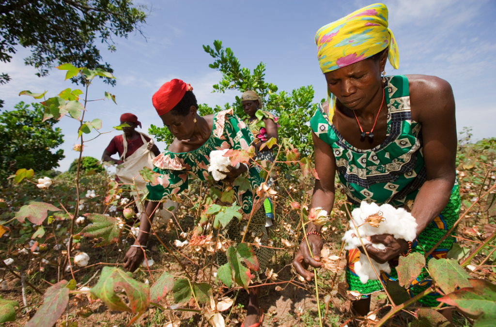 Negara Pengekspor Kapas Terkemuka Di Dunia